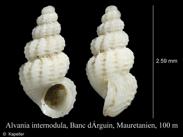 Alvania internodula Alvania internodula