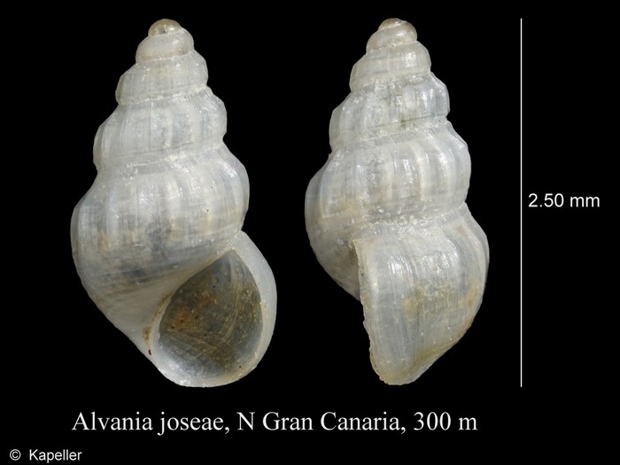 Alvania joseae Alvania joseae