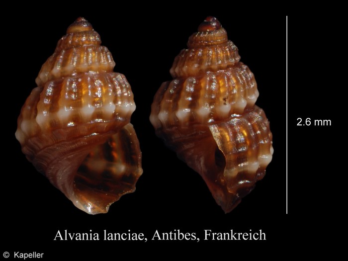 Alvania lanciae