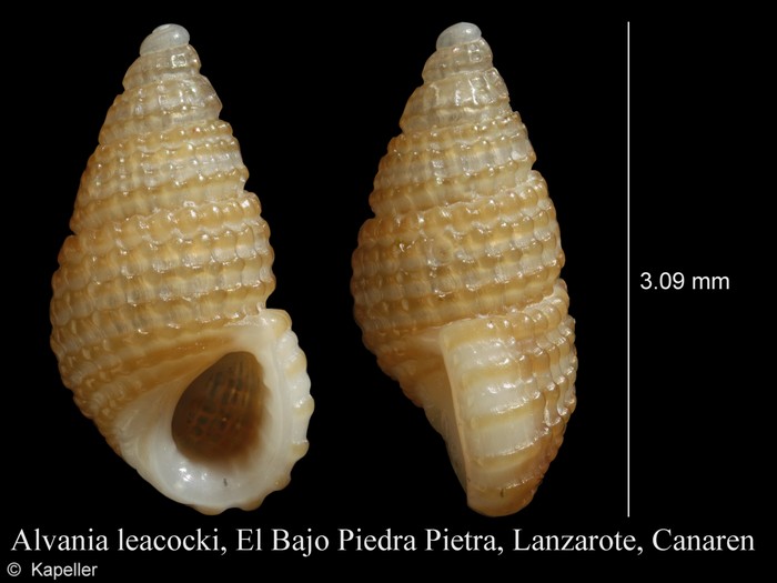 Alvania leacocki Alvania leacocki