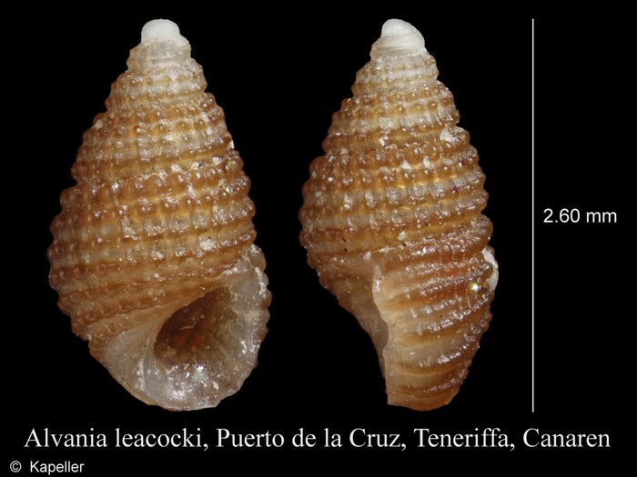 Alvania leacocki Alvania leacocki