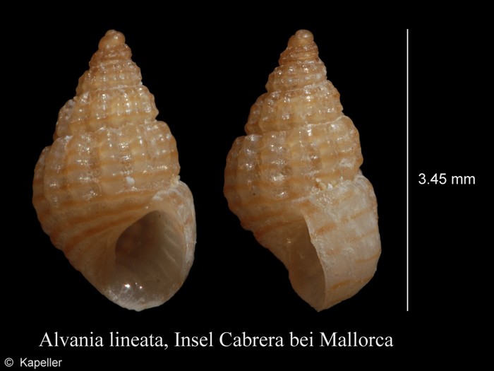 Alvania lineata