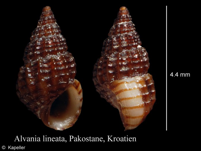 Alvania lineata