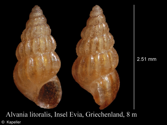 Alvania litoralis Alvania litoralis