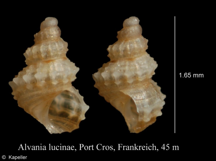 Alvania lucinae Alvania lucinae