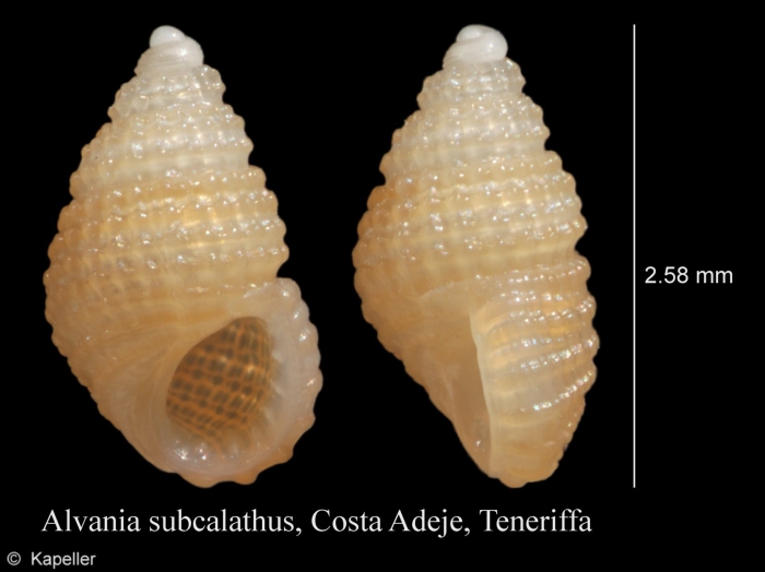 Alvania subcalathus Alvania subcalathus