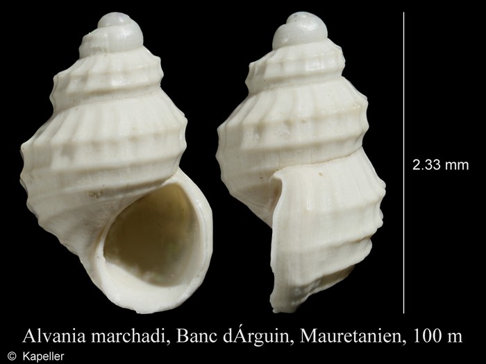 Alvania lucinae Alvania lucinae