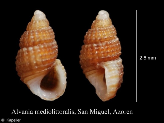 Alvania mediolittoralis Alvania mediolittoralis