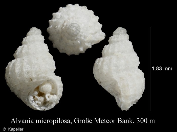 Alvania micropilosa Alvania micropilosa