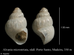 Foraminifera - The World Foraminifera Database