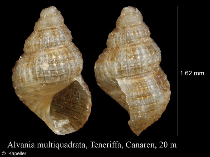 Alvania multiquadrata Alvania multiquadrata