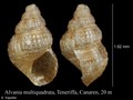 Mollusca (molluscs)