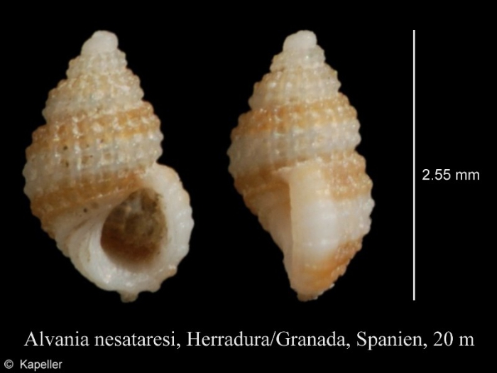 Alvania nestaresi Alvania nestaresi