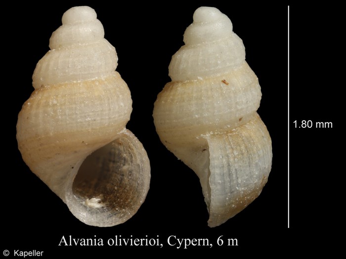 Alvania oliverioi Alvania oliverioi