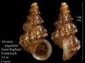 Mollusca (molluscs)