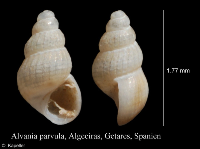 Alvania parvula Alvania parvula