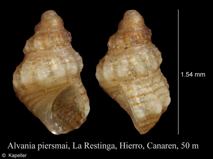 Alvania piersmai Alvania piersmai