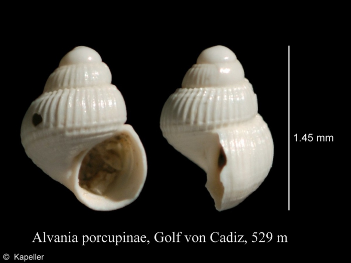Alvania porcupinae Alvania porcupinae