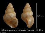 Alvania punctura