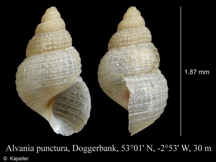 Alvania punctura Alvania punctura