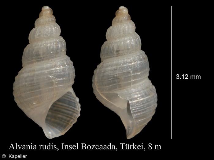 Alvania punctura Alvania punctura