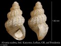 Mollusca (molluscs)