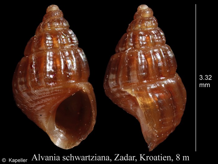 Alvania schwartziana Alvania schwartziana