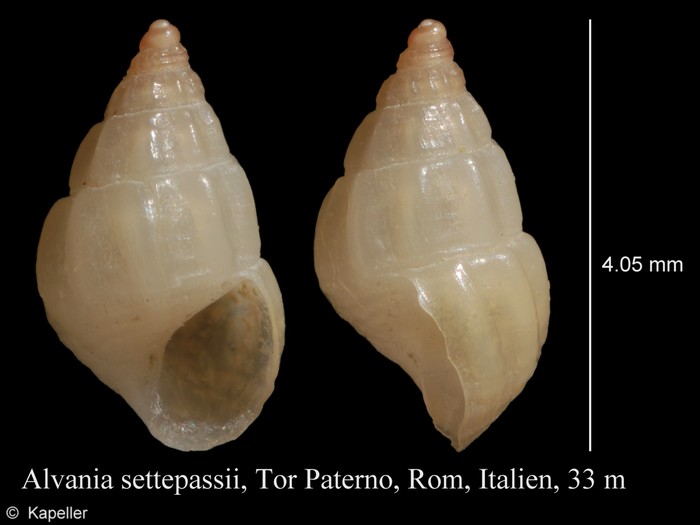 Alvania settepassii