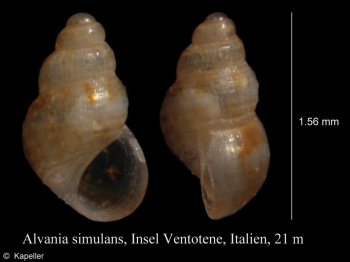 Alvania simulans