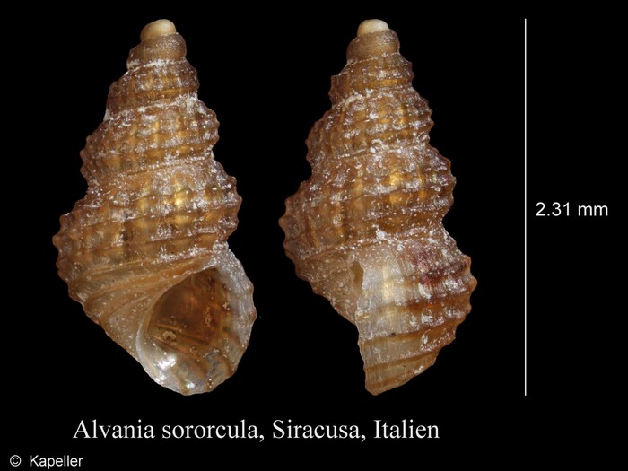 Alvania sororcula Alvania sororcula