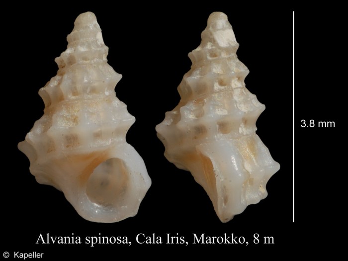 Alvania spinosa