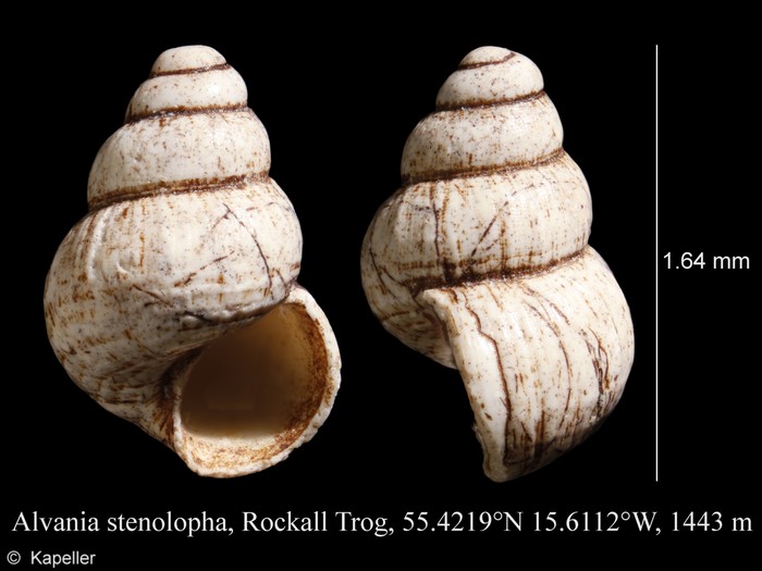 Alvania stenolopha Alvania stenolopha