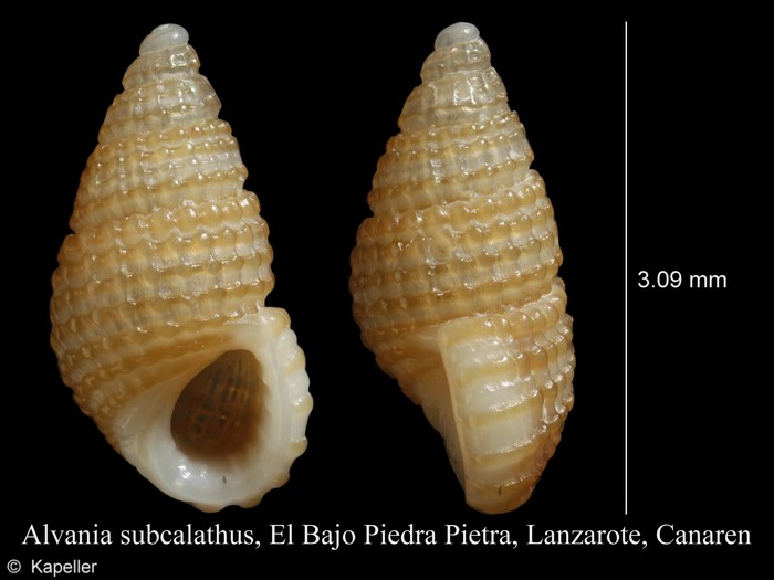 Alvania subcalathus Alvania subcalathus