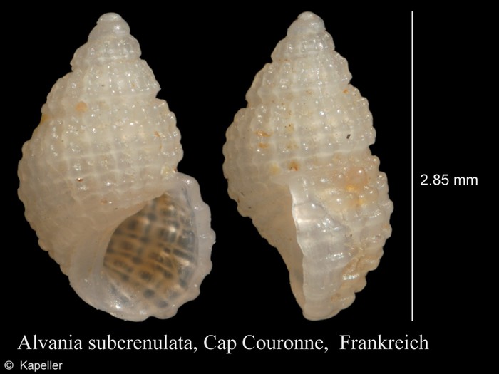 Alvania subcrenulata