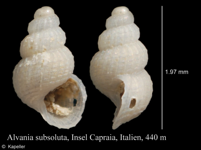 Alvania subsoluta Alvania subsoluta