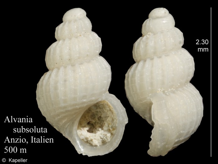 Alvania subsoluta