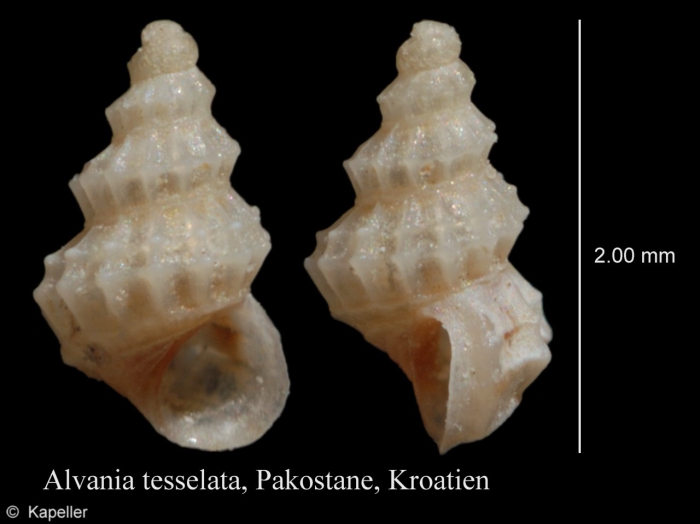 Alvania tessellata