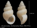 Mollusca (molluscs)