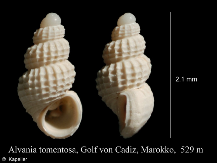 Alvania tomentosa Alvania tomentosa