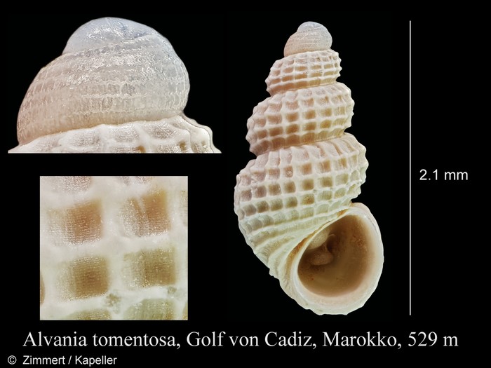 Alvania tomentosa Alvania tomentosa