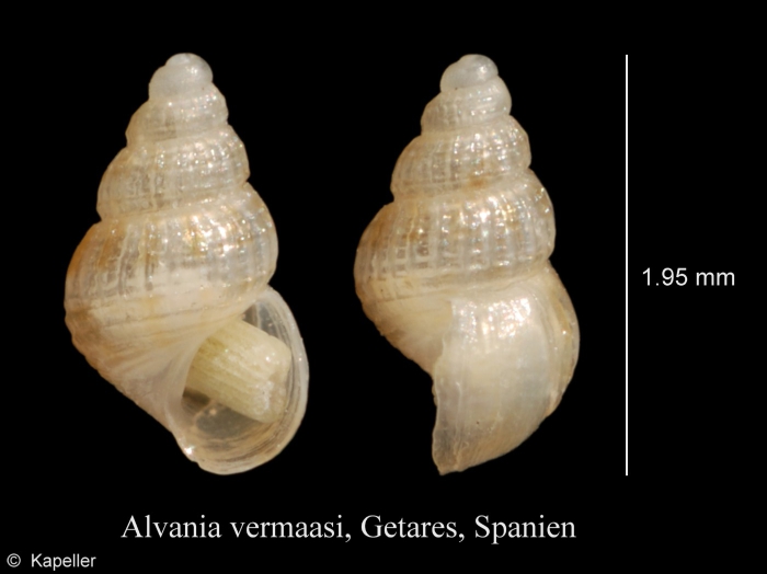 Alvania vermaasi Alvania vermaasi