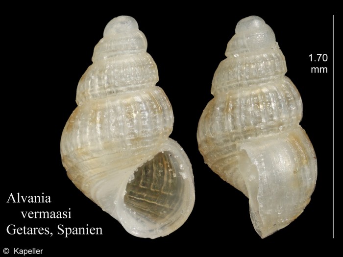 Alvania vermaasi Alvania vermaasi