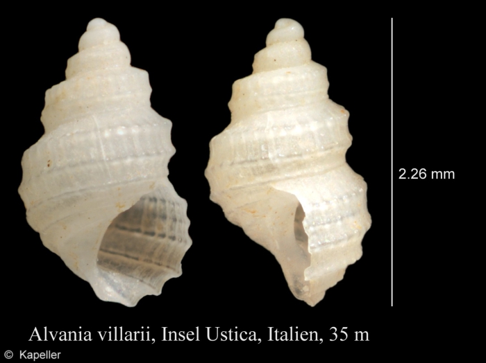 Alvania villarii Alvania villarii