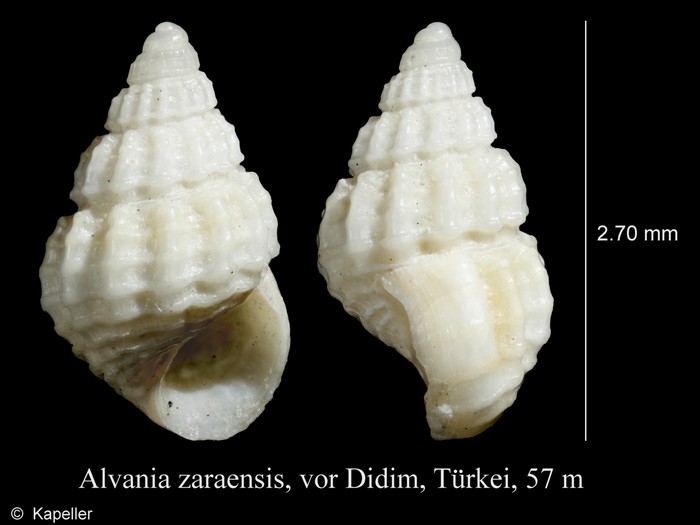 Alvania zaraensis Alvania zaraensis