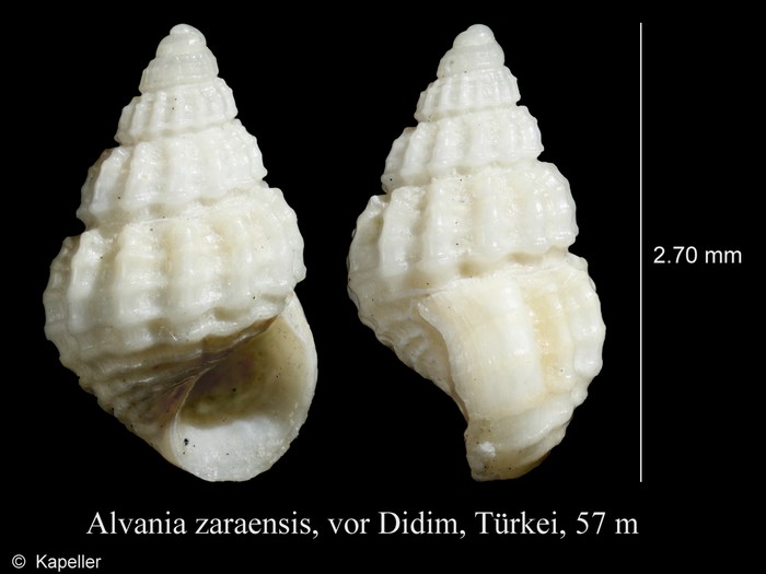 Alvania zaraensis