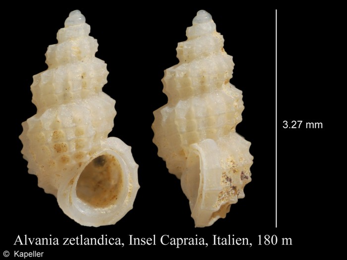 Alvania zetlandica Alvania zetlandica
