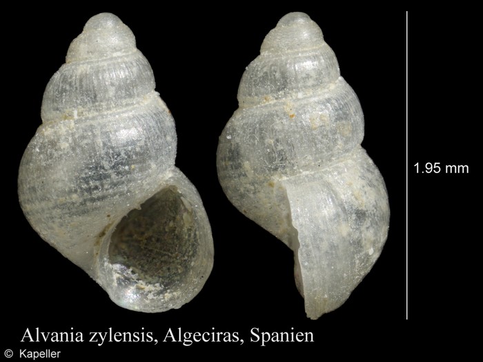 Alvania zylensis