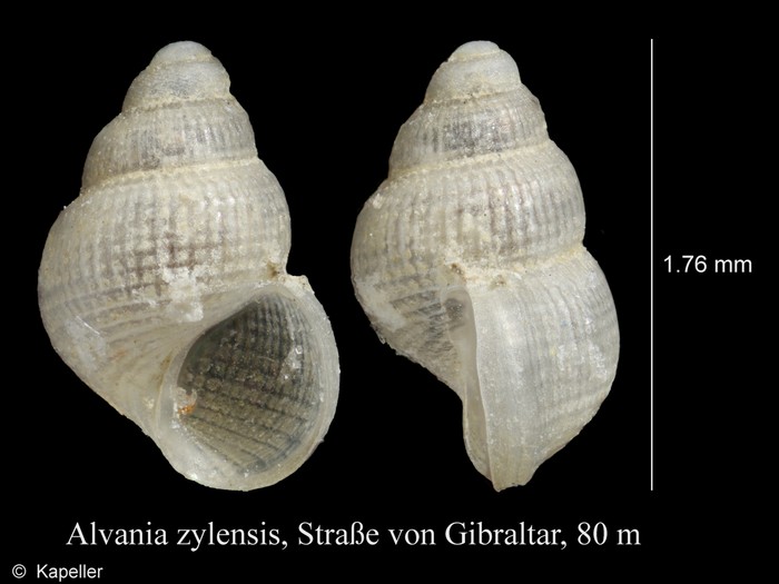 Alvania zylensis Alvania zylensis