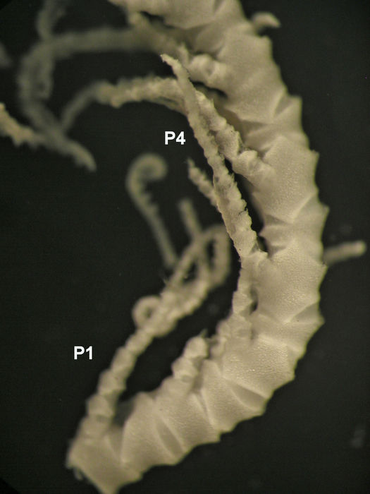 Paleocomatella hiwia McKnight, 1977 holo NZOI H219  