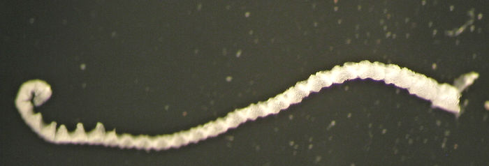 Paleocomatella hiwia McKnight, 1977 holo NZOI H219 Paleocomatella hiwia McKnight, 1977 holo NZOI H219